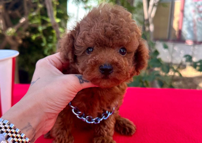 Toy Poodle Kore Kan Safkan Yavrularımız